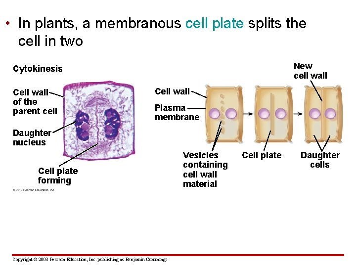  • In plants, a membranous cell plate splits the cell in two New