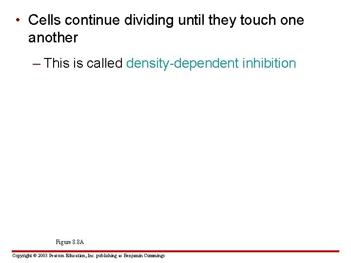  • Cells continue dividing until they touch one another – This is called