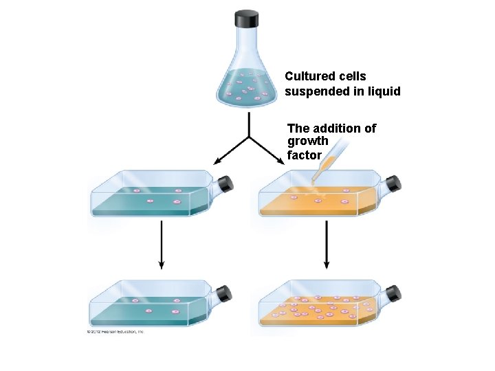 Cultured cells suspended in liquid The addition of growth factor 