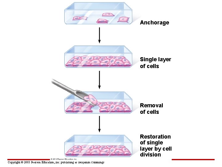 Anchorage Single layer of cells Removal of cells Restoration of single layer by cell