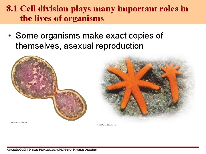 8. 1 Cell division plays many important roles in the lives of organisms •