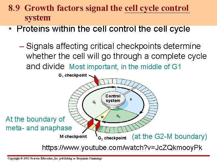 8. 9 Growth factors signal the cell cycle control system • Proteins within the