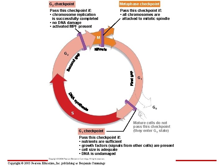 G 2 checkpoint Metaphase checkpoint Pass this checkpoint if: • chromosome replication is successfully