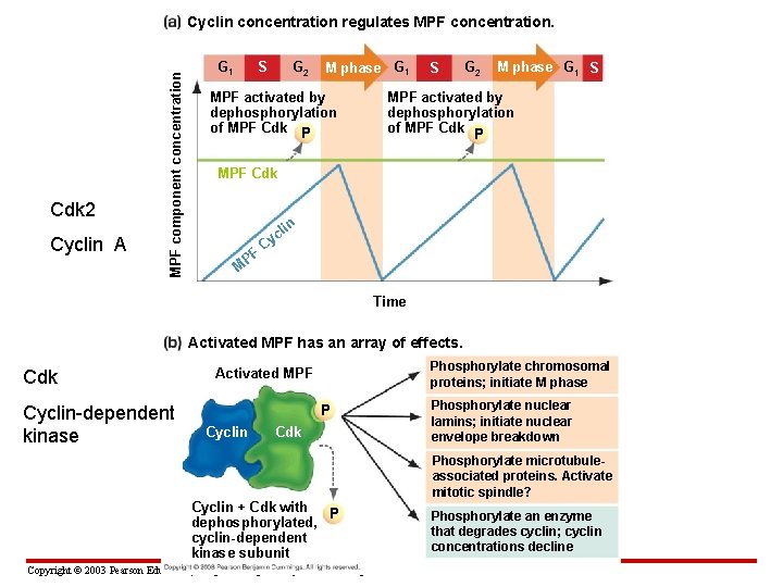 Cdk 2 Cyclin A MPF component concentration Cyclin concentration regulates MPF concentration. G 1