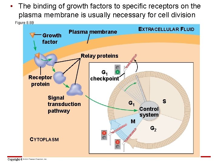  • The binding of growth factors to specific receptors on the plasma membrane