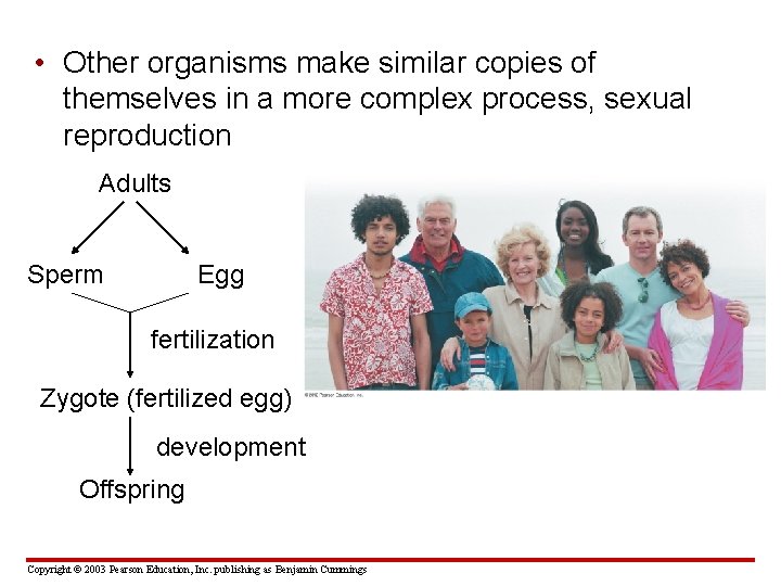  • Other organisms make similar copies of themselves in a more complex process,