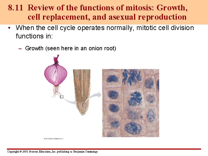8. 11 Review of the functions of mitosis: Growth, cell replacement, and asexual reproduction