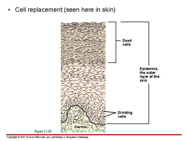  • Cell replacement (seen here in skin) Dead cells Epidermis, the outer layer
