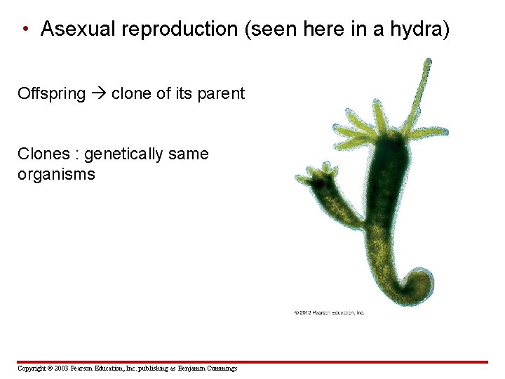  • Asexual reproduction (seen here in a hydra) Offspring clone of its parent