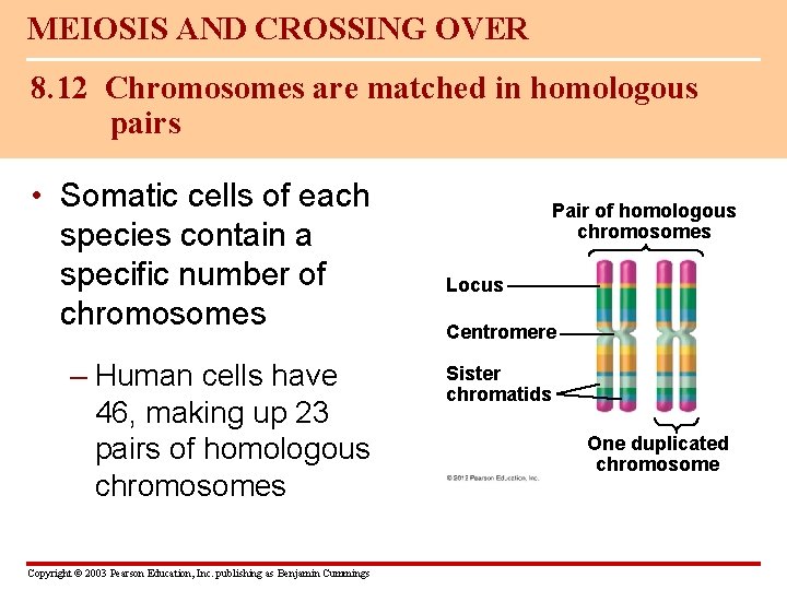 MEIOSIS AND CROSSING OVER 8. 12 Chromosomes are matched in homologous pairs • Somatic