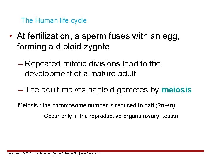 The Human life cycle • At fertilization, a sperm fuses with an egg, forming