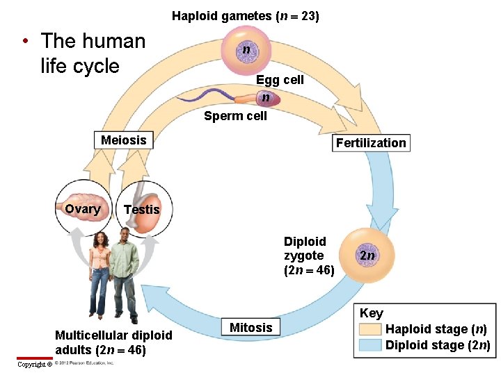 Haploid gametes (n 23) • The human life cycle n Egg cell n Sperm