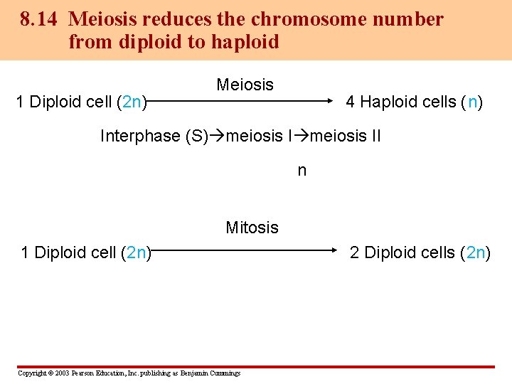 8. 14 Meiosis reduces the chromosome number from diploid to haploid 1 Diploid cell
