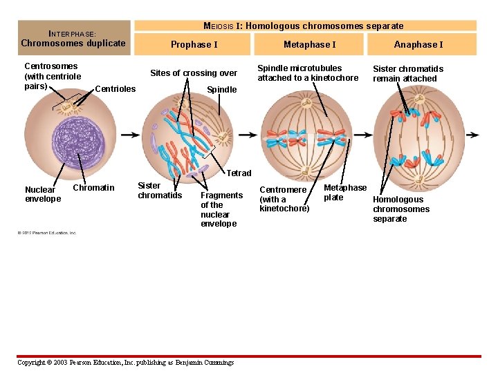 MEIOSIS I: Homologous chromosomes separate INTERPHASE: Chromosomes duplicate Centrosomes (with centriole pairs) Prophase I
