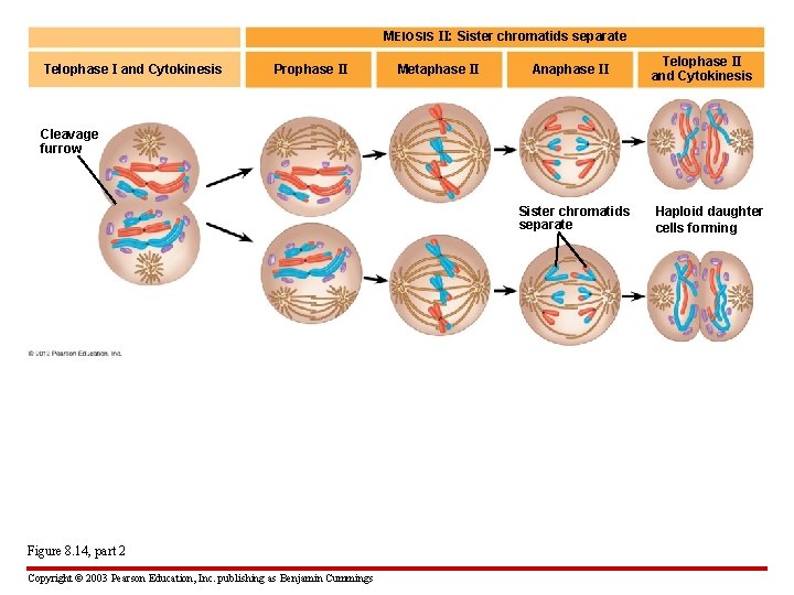 MEIOSIS II: Sister chromatids separate Telophase I and Cytokinesis Prophase II Metaphase II Anaphase