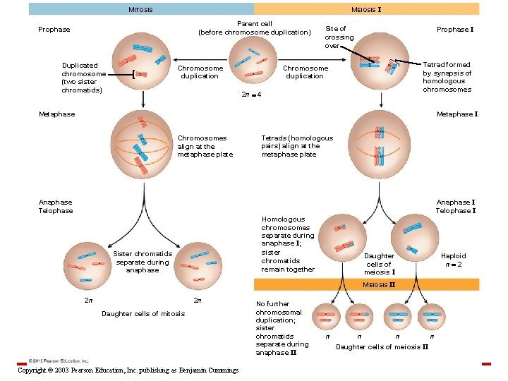 MEIOSIS I MITOSIS Parent cell (before chromosome duplication) Prophase Duplicated chromosome (two sister chromatids)