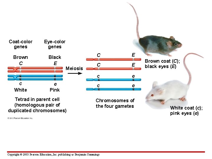 Coat-color genes Eye-color genes Brown C Black E c White Meiosis e Pink Tetrad