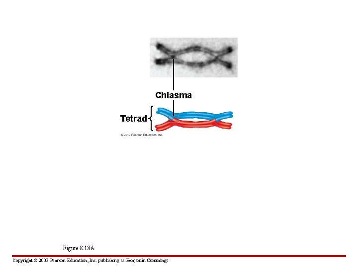 Chiasma Tetrad Figure 8. 18 A Copyright © 2003 Pearson Education, Inc. publishing as