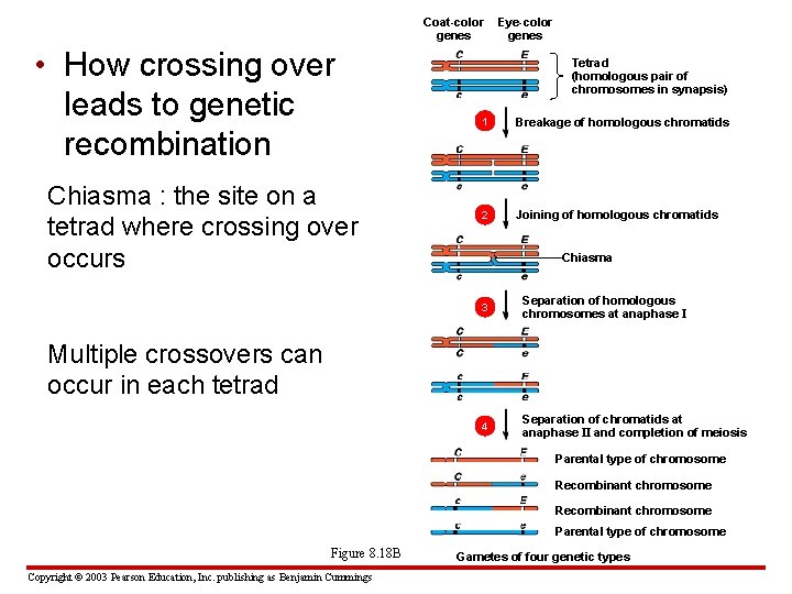 Coat-color genes • How crossing over leads to genetic recombination Chiasma : the site