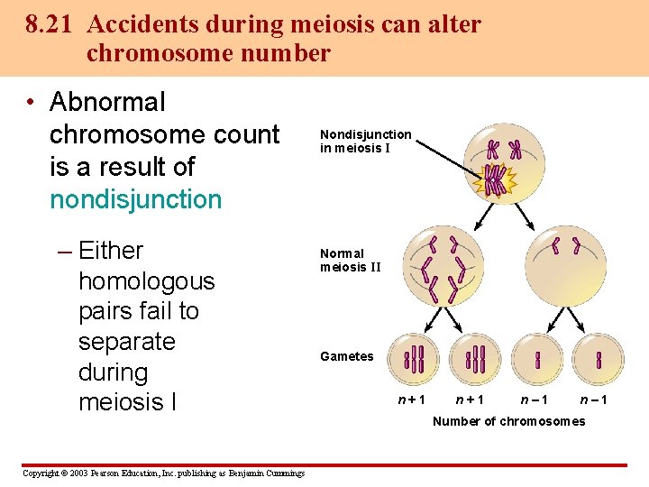 8. 21 Accidents during meiosis can alter chromosome number • Abnormal chromosome count is