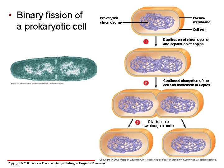  • Binary fission of a prokaryotic cell Plasma membrane Prokaryotic chromosome Cell wall