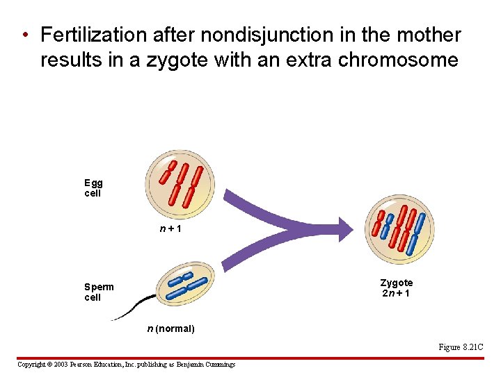  • Fertilization after nondisjunction in the mother results in a zygote with an