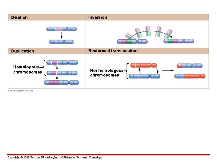 Deletion Inversion Duplication Reciprocal translocation Homologous chromosomes Nonhomologous chromosomes Copyright © 2003 Pearson Education,