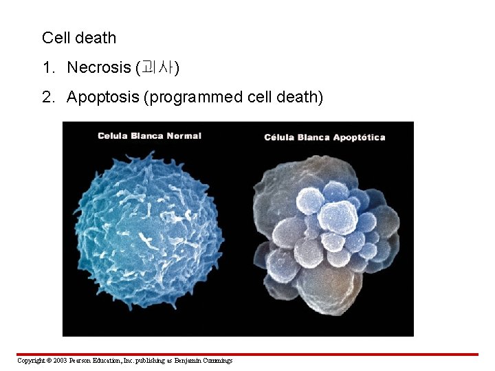 Cell death 1. Necrosis (괴사) 2. Apoptosis (programmed cell death) Copyright © 2003 Pearson