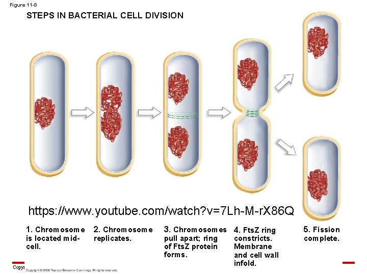 Figure 11 -8 STEPS IN BACTERIAL CELL DIVISION https: //www. youtube. com/watch? v=7 Lh-M-r.