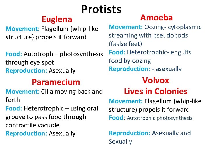 Euglena Protists Amoeba Movement: Oozing- cytoplasmic streaming with pseudopods (faslse feet) Food: Autotroph –