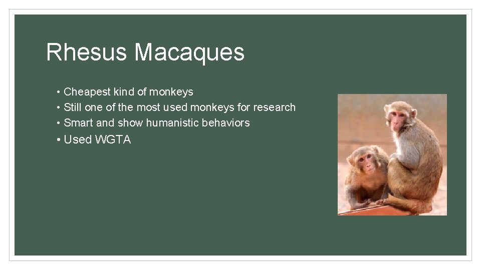 Rhesus Macaques • Cheapest kind of monkeys • Still one of the most used