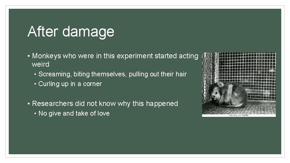 After damage • Monkeys who were in this experiment started acting weird • Screaming,