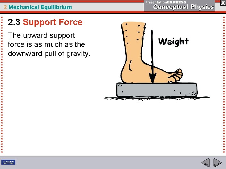 2 Mechanical Equilibrium 2. 3 Support Force The upward support force is as much