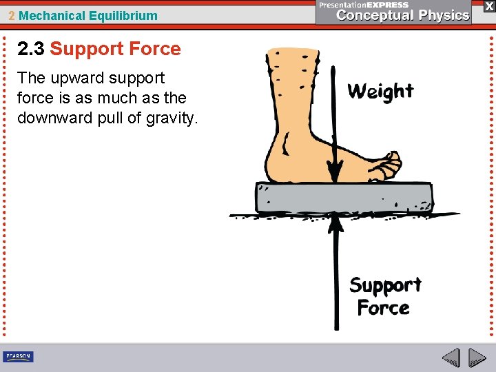 2 Mechanical Equilibrium 2. 3 Support Force The upward support force is as much