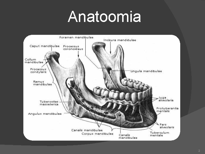 Anatoomia 2 