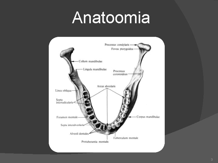 Anatoomia 3 