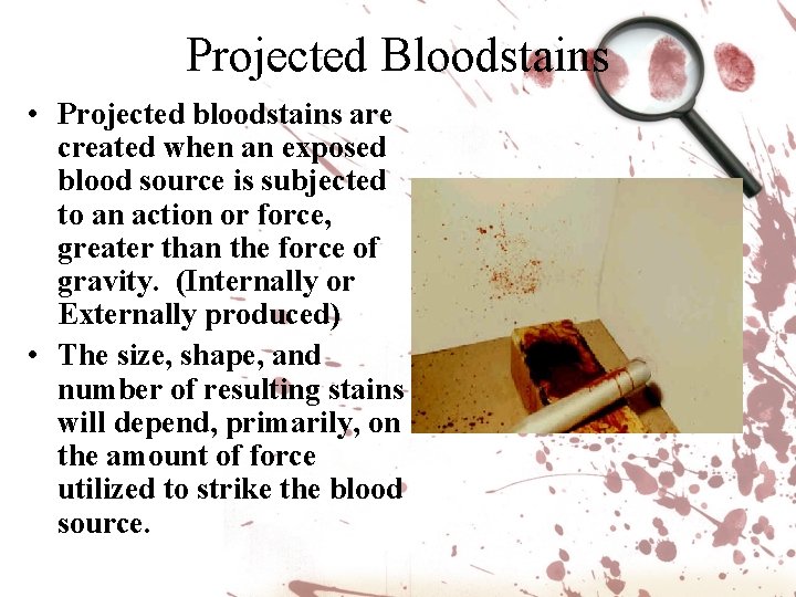 Projected Bloodstains • Projected bloodstains are created when an exposed blood source is subjected