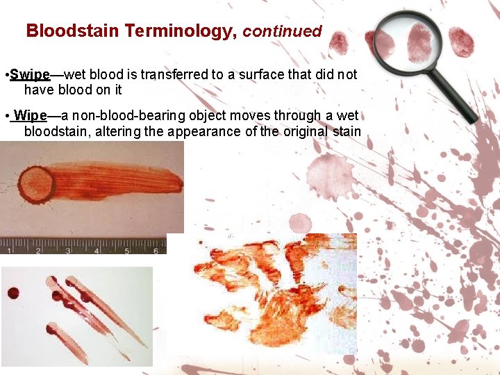 Bloodstain Terminology, continued • Swipe—wet blood is transferred to a surface that did not