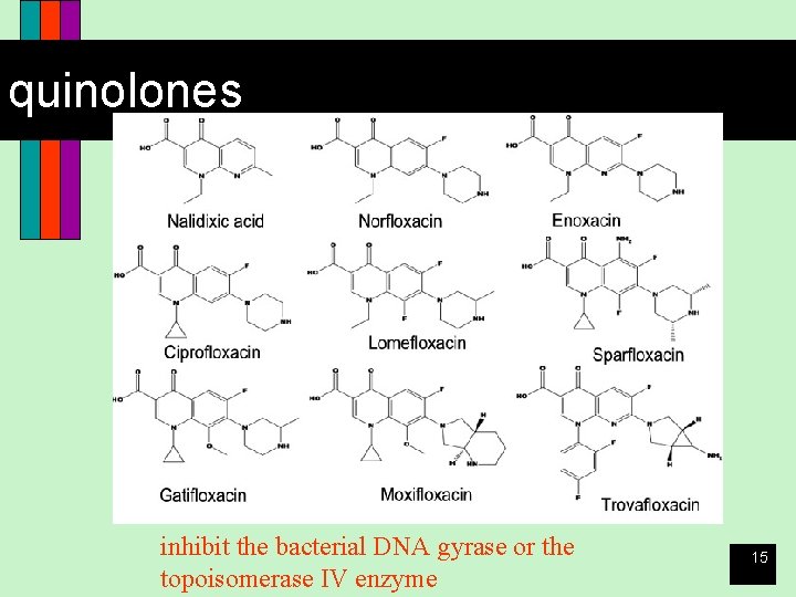 quinolones inhibit the bacterial DNA gyrase or the topoisomerase IV enzyme 15 