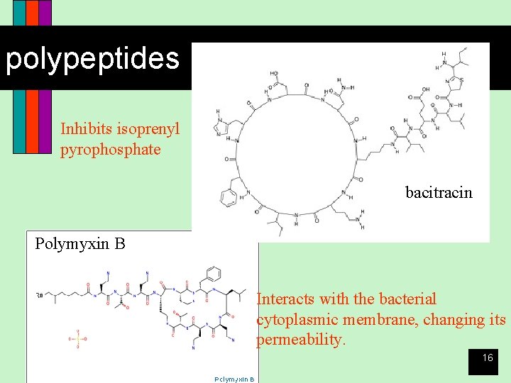 polypeptides Inhibits isoprenyl pyrophosphate bacitracin Polymyxin B Interacts with the bacterial cytoplasmic membrane, changing