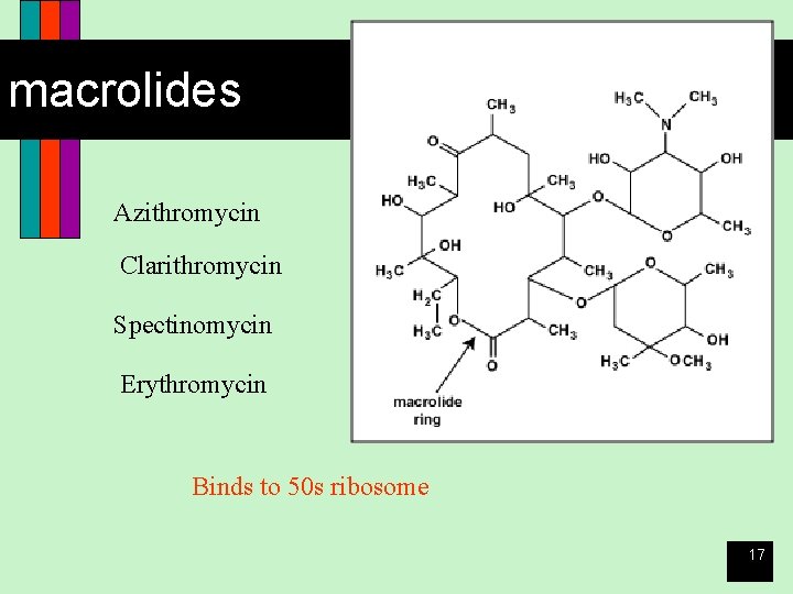 macrolides Azithromycin Clarithromycin Spectinomycin Erythromycin Binds to 50 s ribosome 17 