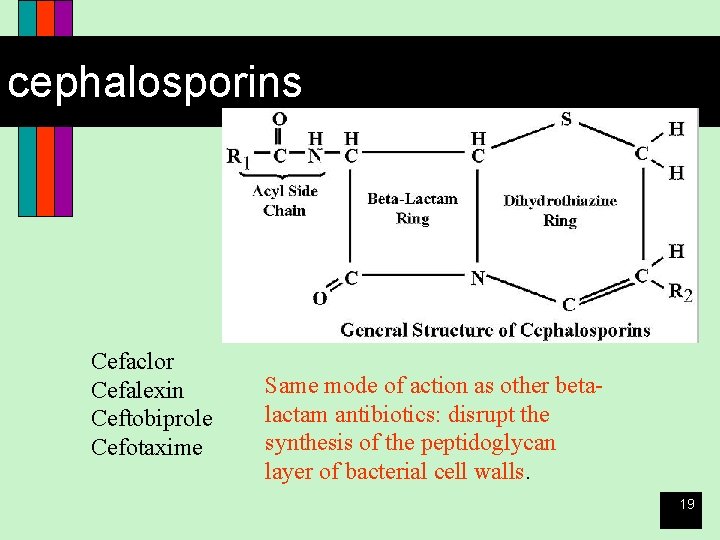 cephalosporins Cefaclor Cefalexin Ceftobiprole Cefotaxime Same mode of action as other betalactam antibiotics: disrupt