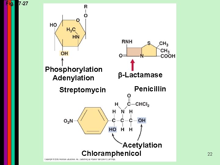 Fig. 27 -27 Phosphorylation Adenylation Streptomycin -Lactamase Penicillin Acetylation Chloramphenicol 22 