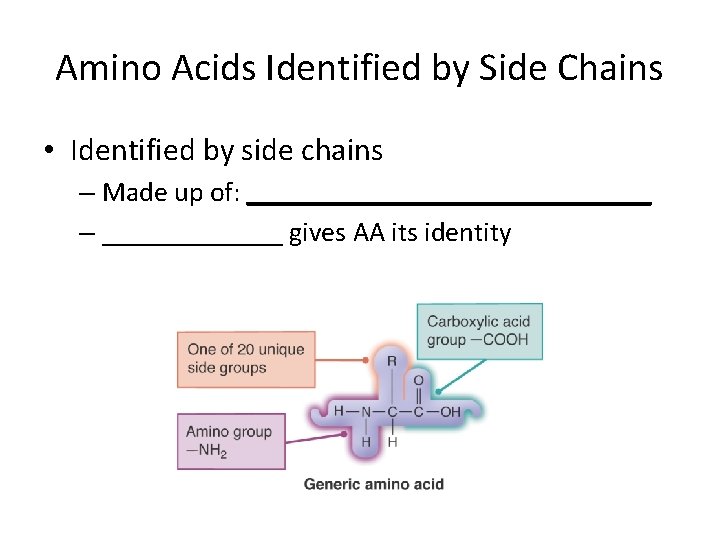 Proteins and Amino Acids Function Follows Form BIOL