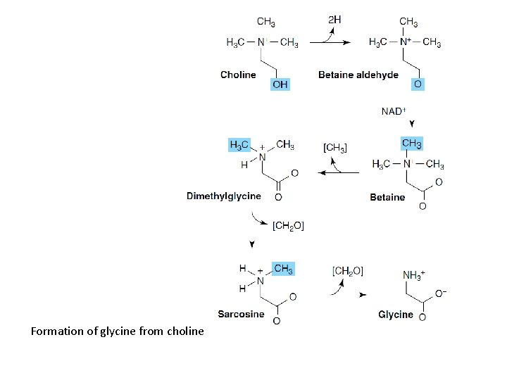 Formation of glycine from choline 