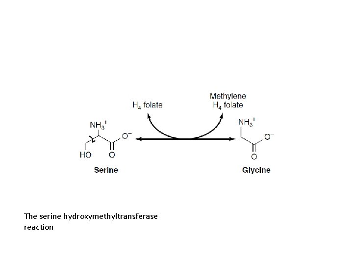 The serine hydroxymethyltransferase reaction 