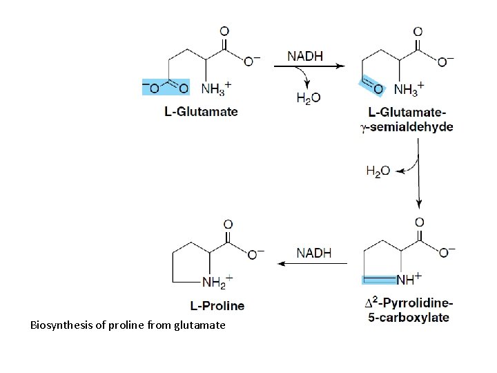 Biosynthesis of proline from glutamate 