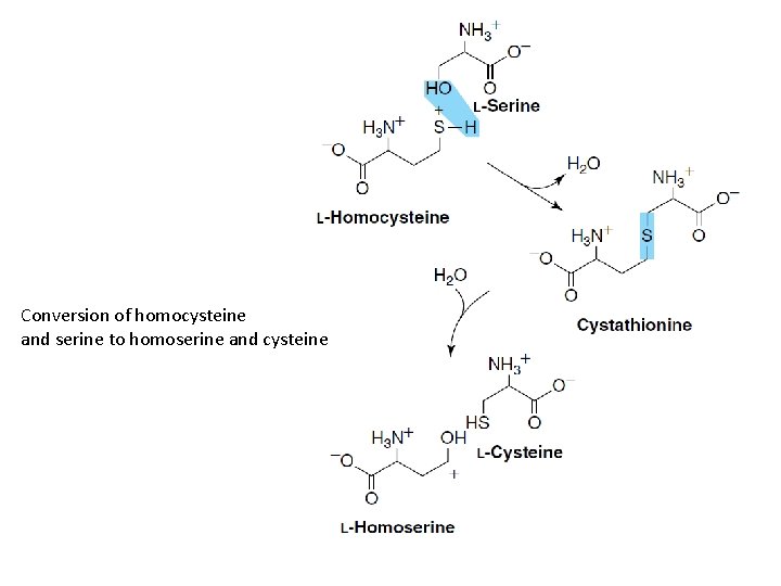 Conversion of homocysteine and serine to homoserine and cysteine 