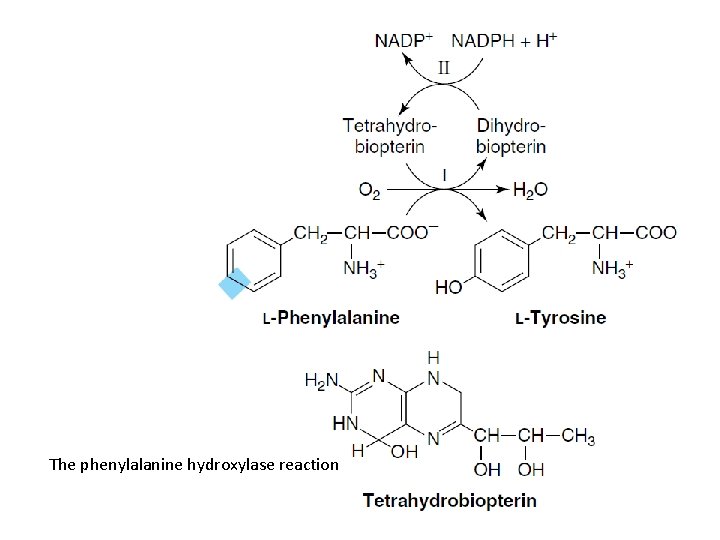 The phenylalanine hydroxylase reaction 