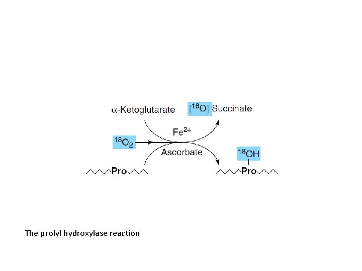 The prolyl hydroxylase reaction 